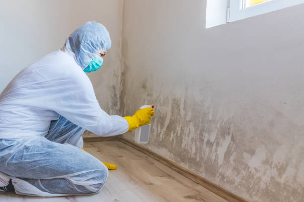 Licensed Mold Remediation service in Goldsboro, NC - WQB Mold Removal